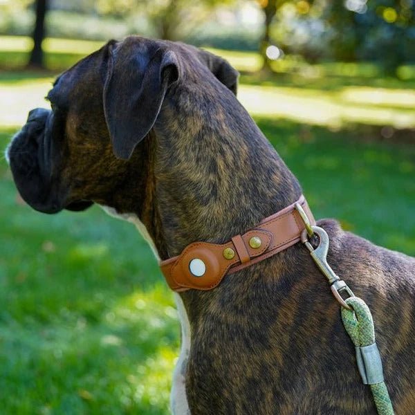 Collier connecté avec traceur pour chien | réglable et étanche pour la sécurité de votre animal