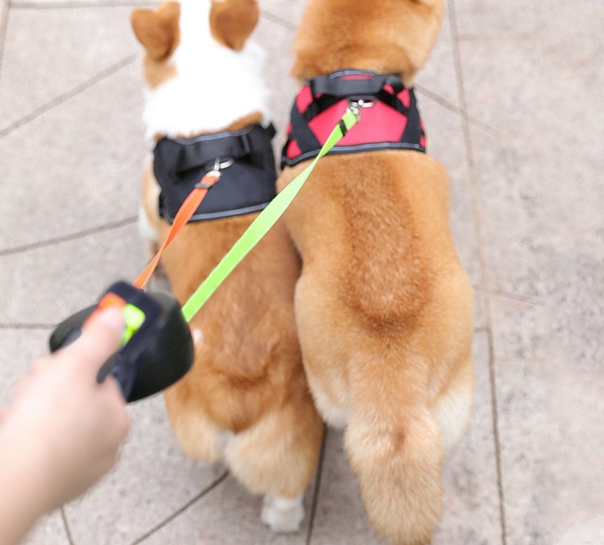 Double Retractable Dog Lead With LED Torch | Two Dogs Tangle Free 3m Each
