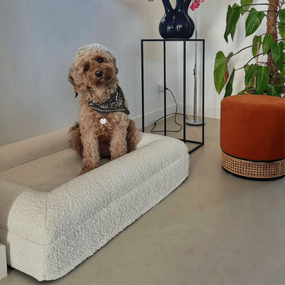 Modern Dog Bed | Memory Foam Support Raised Edge