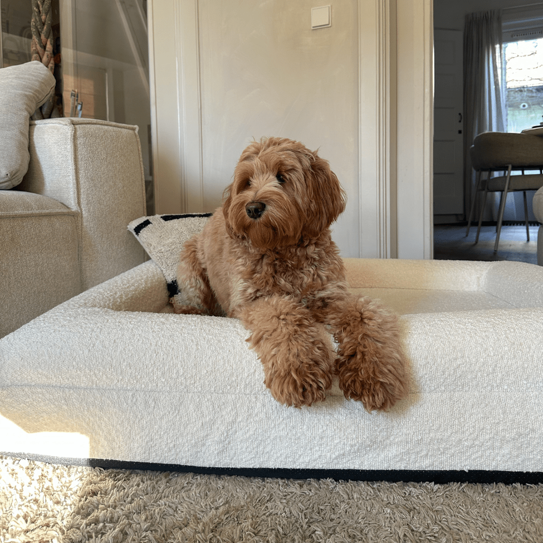 Modern Dog Bed | Memory Foam Support Raised Edge