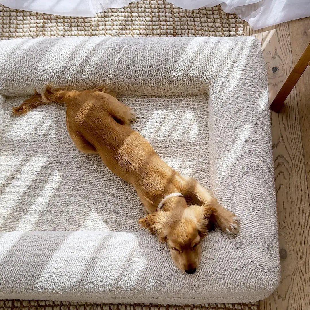 Modern Dog Bed | Memory Foam Support Raised Edge