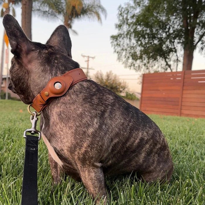 Smart Tracker Dog Collar | Adjustable Waterproof for Pet Safety